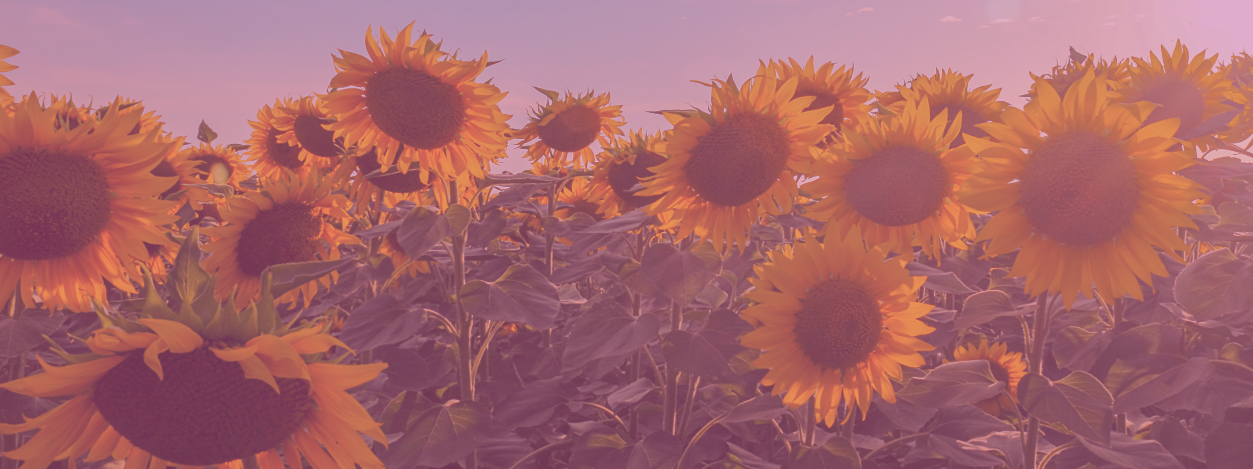 sunflowers (2) - wide
